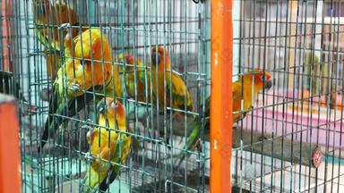 鹦鹉小鸡笼子里宠物市场鸟小笼子里查图恰克市场曼谷泰国